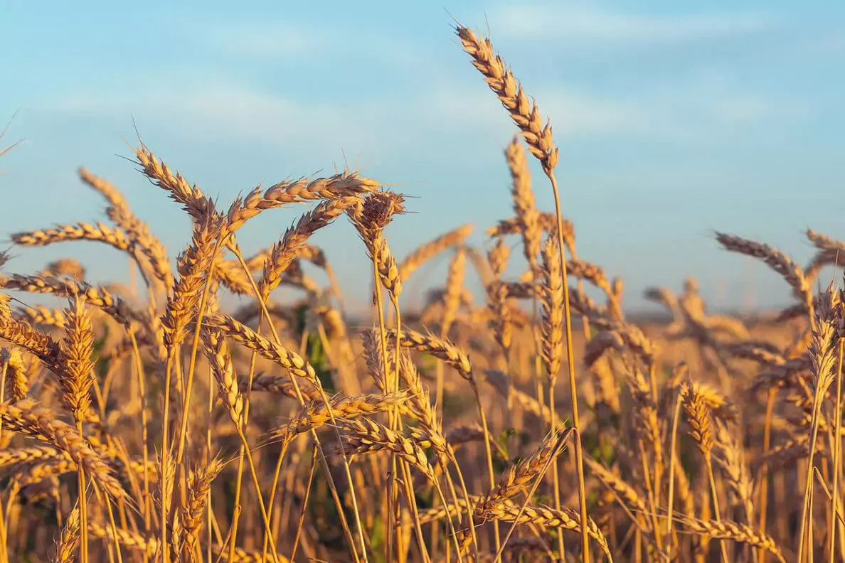 Agrofirm Meshchovskaya LLC (Kaluga, Russian Federation)